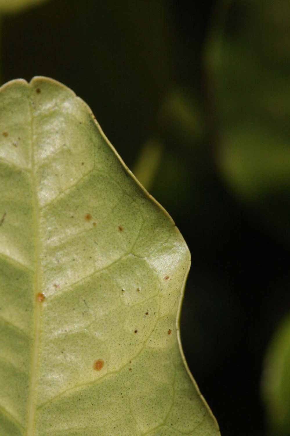              Margin (Riverside, CA)       